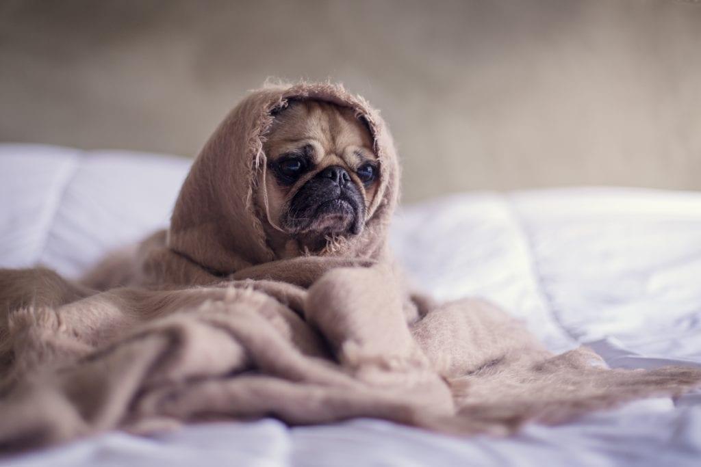 Pug wrapped in blanket